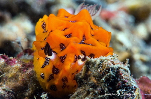 Halgerda cf. tesellata/Photograped with a Canon 60 mm mac... by Laurie Slawson 